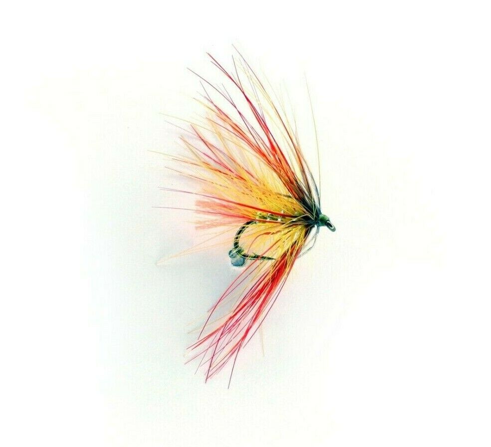 Bumble Octopus Sunburst