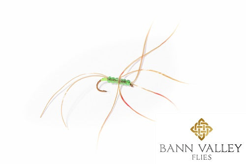 CAN OF WORMS Olive