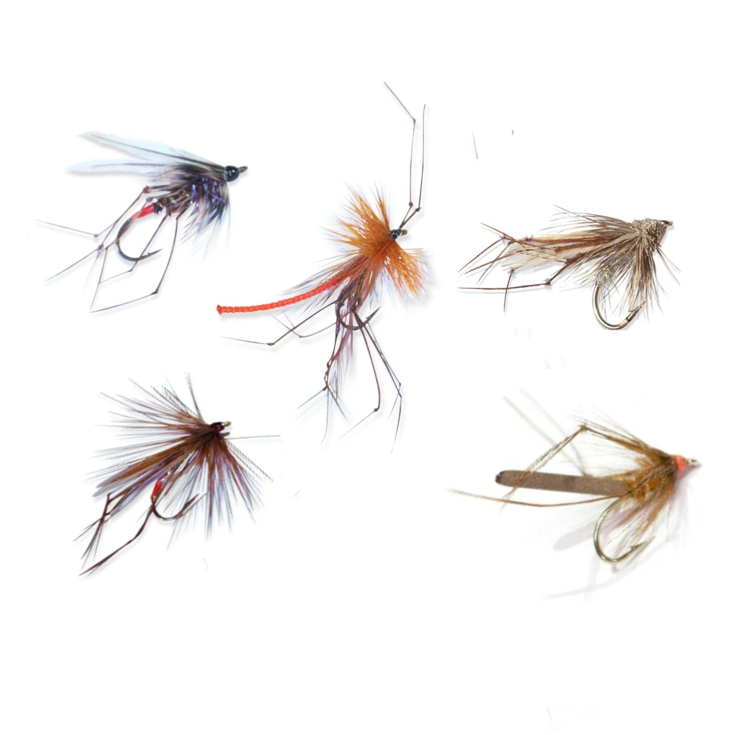 HOPPER DADDY CRANEFLY